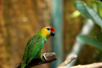 one of the birds at the zoo