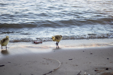 bird on the beach