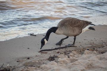 canada goose in water