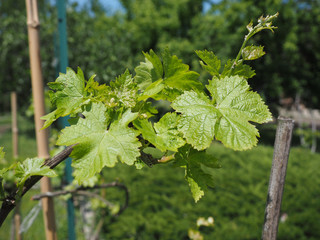 vitis (Grapevine) plant leaves