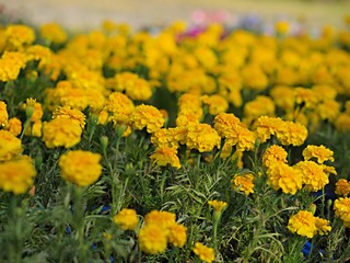Obraz premium マリーゴールドの花