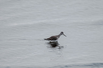 Shorebird #2