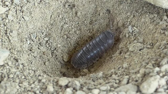 Ameisenl&ouml;we f&auml;ngt Assel