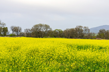 Obraz premium Field of yellow flowers on a cloudy day