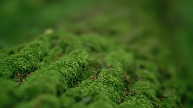Close up of fresh green moss on tree. Camera flies over the moss. 4k macro footage.