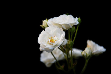 Obraz na płótnie Canvas weiße rosen vor schwarzem Hintergrund 