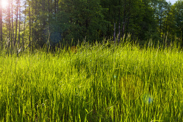 The background image is fresh spring grass in the contour light of the evening sun.