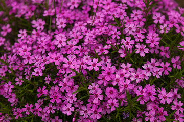 Background image - bright pink small flowers