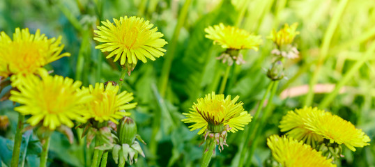 Yellow dandelions on a sunny spring day. summer season. background from a group of dandelions.