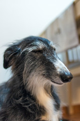 Portrait of a black and white long hair greyhound