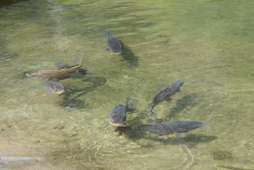 Fototapeta premium carp
