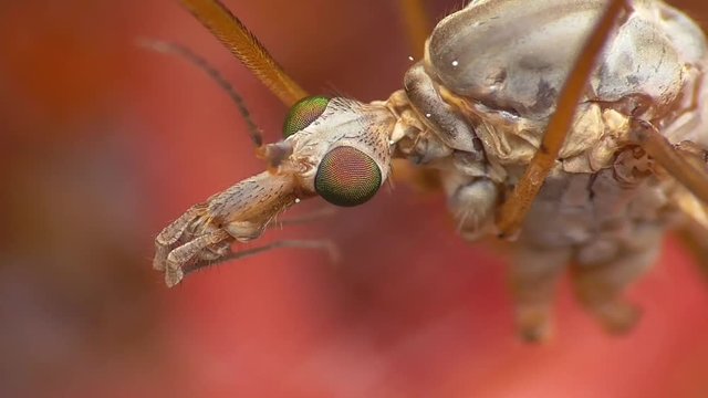 Schake wurde von Rundbl&auml;ttrigem Sonnentau gefangen