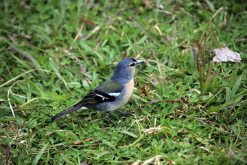 männlicher Azoren-Buchfink (Fringilla coelebs moreletti)