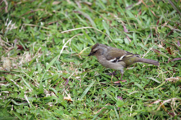 weiblicher Azoren-Buchfink (Fringilla coelebs moreletti)