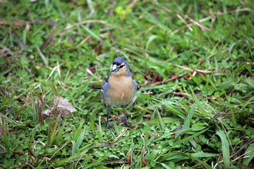 männlicher Azoren-Buchfink (Fringilla coelebs moreletti)