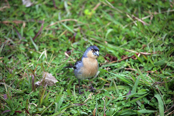 männlicher Azoren-Buchfink (Fringilla coelebs moreletti)