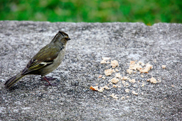 weiblicher Azoren-Buchfink (Fringilla coelebs moreletti)
