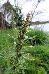 Gamochaeta spec., vermutlich coarctata