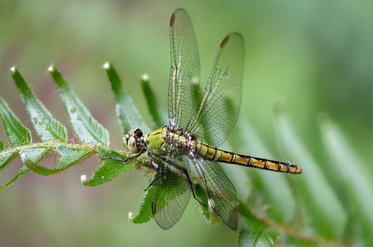 A wet female pondhawk dragonfly perches on a plant close up