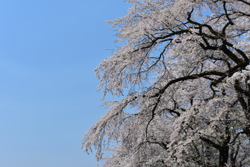 Sky with blossom trees