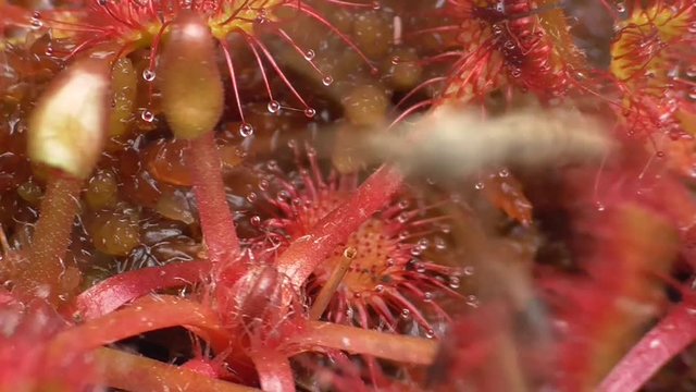 Schake wurde von Rundbl&auml;ttrigem Sonnentau gefangen