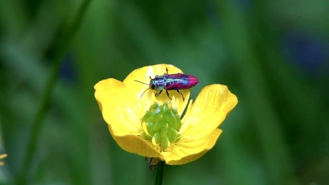 Kirschprachtk&auml;fer&nbsp;oder&nbsp;Bunte Kirschbaumprachtk&auml;fer&nbsp;(Anthaxia candens)