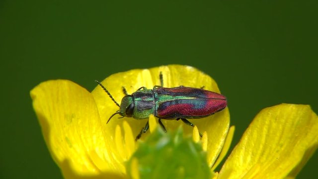 Kirschprachtk&auml;fer&nbsp;oder&nbsp;Bunte Kirschbaumprachtk&auml;fer&nbsp;(Anthaxia candens)
