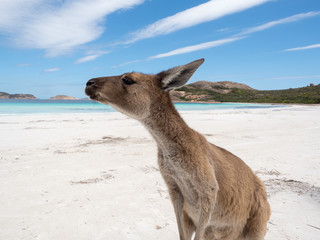 Vriendelijke kangoeroe op het strand, Lucky Bay Cape Le Grand National Park