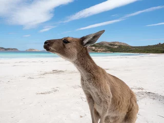 Foto op Plexiglas Cape Le Grand National Park, West-Australië Vriendelijke kangoeroe op het strand, Lucky Bay Cape Le Grand National Park