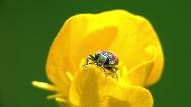 Kirschprachtk&auml;fer&nbsp;oder&nbsp;Bunte Kirschbaumprachtk&auml;fer&nbsp;(Anthaxia candens)