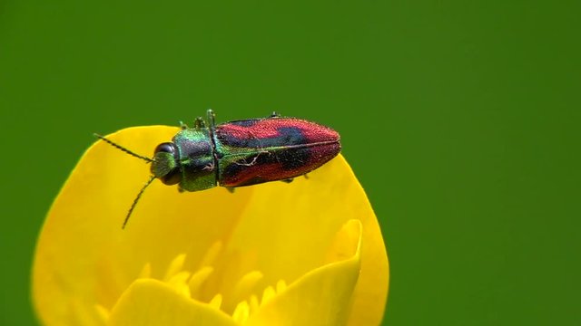 Kirschprachtk&auml;fer&nbsp;oder&nbsp;Bunte Kirschbaumprachtk&auml;fer&nbsp;(Anthaxia candens)