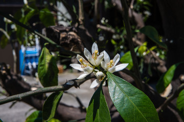 庭の蜜柑の花が咲いたよ
