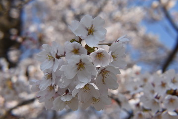 cherry blossom