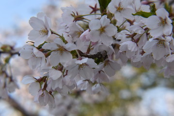 cherry blossom