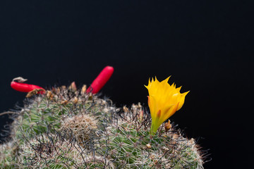 cactus flower blooming on tree  isolated on black background, succulent plant