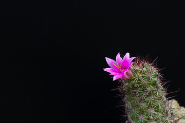 cactus flower blooming on tree  isolated on black background, succulent plant