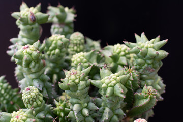 cactus tree isolated black background