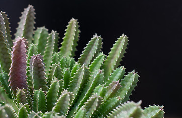Fototapeta premium cactus tree isolated black background