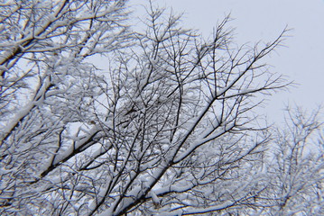 Fototapeta na wymiar tree covered with ice