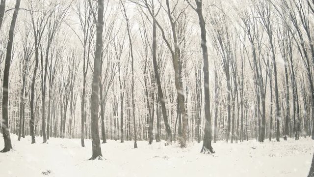 Winter forest trees covered with snow and falling snowflakes 