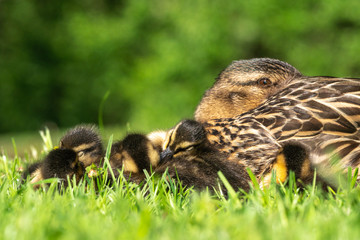 Mother mallard (Anas platyrhynchos) keeps watchful eye on her ducklings while they sleep.