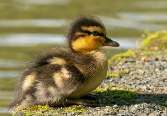 Newly hatched duckling sits on edge of pond.