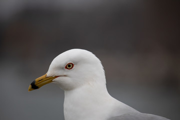 seagull on blue sky background
