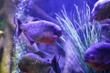 red-bellied piranha fish in aquarium with illumination