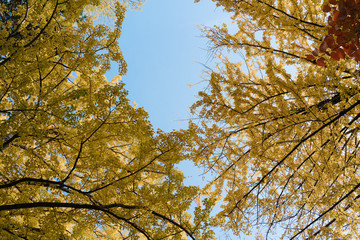 Fototapeta premium yellow tree in autumn