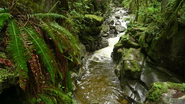 Cypress Creek running through a dark rainforest by Douglas fir and western red cedar trees covered in moss creating impressive canyons and waterfalls. Cypress Falls Park, West Vancouver, B. C., Canada