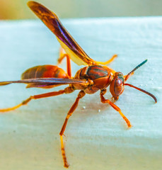 Wasp