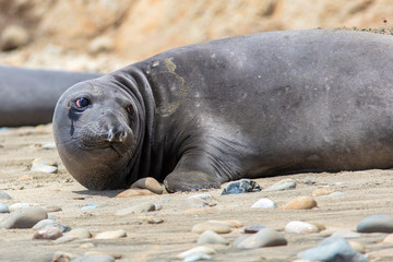seal on the beach