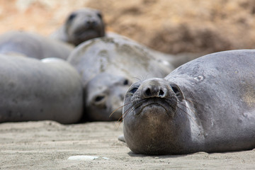 seal on the beach