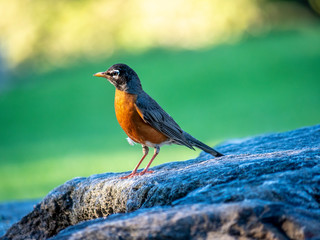 American robin,Turdus migratorius
